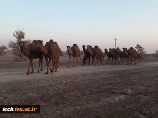 کویرنوردی کارکنان اداری دانشکده فنی شهید رجائی کاشان در کویر فیض آباد، تقی آباد کاشان 8