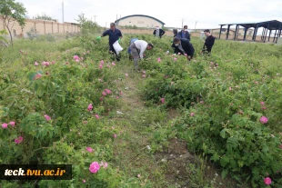 دومین هفته از برداشت گل محمدی از گلستان های دانشکده فنی شهید رجائی کاشان 2