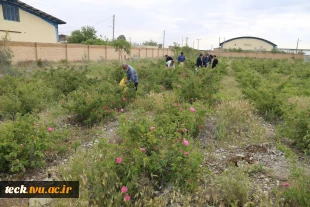 دومین هفته از برداشت گل محمدی از گلستان های دانشکده فنی شهید رجائی کاشان 4