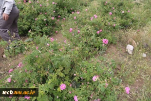 دومین هفته از برداشت گل محمدی از گلستان های دانشکده فنی شهید رجائی کاشان 5