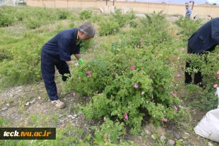 دومین هفته از برداشت گل محمدی از گلستان های دانشکده فنی شهید رجائی کاشان 6