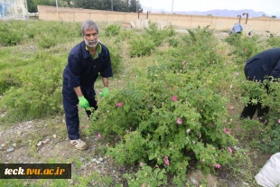 دومین هفته از برداشت گل محمدی از گلستان های دانشکده فنی شهید رجائی کاشان 7