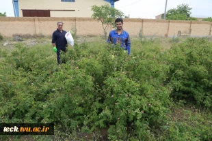 دومین هفته از برداشت گل محمدی از گلستان های دانشکده فنی شهید رجائی کاشان 9