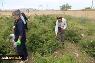 دومین هفته از برداشت گل محمدی از گلستان های دانشکده فنی شهید رجائی کاشان 10