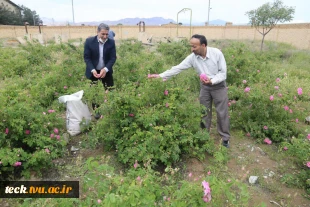 دومین هفته از برداشت گل محمدی از گلستان های دانشکده فنی شهید رجائی کاشان 12