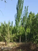 برنامه کوهگشت خانوادگی کارکنان دانشکده فنی شهید رجائی کاشان 2